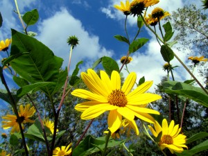 Yellow Daisies and Blue Skies