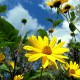 Yellow Daisies and Blue Skies